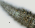  ( - NID-N2588)  @11 [ ] CreativeCommons - Attribution Non-Commercial (2017) Tom Powers University of Nebraska