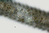  ( - NID-N2588)  @11 [ ] CreativeCommons - Attribution Non-Commercial (2017) Tom Powers University of Nebraska