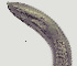  ( - NID-N259)  @11 [ ] CreativeCommons - Attribution Non-Commercial (2017) Tom Powers University of Nebraska