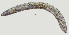  ( - NID-N270)  @11 [ ] CreativeCommons - Attribution Non-Commercial (2017) Tom Powers University of Nebraska