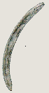  ( - NID-N2716)  @11 [ ] CreativeCommons - Attribution Non-Commercial (2017) Tom Powers University of Nebraska