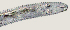  ( - NID-N2716)  @11 [ ] CreativeCommons - Attribution Non-Commercial (2017) Tom Powers University of Nebraska