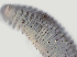  ( - NID-N278)  @11 [ ] CreativeCommons - Attribution Non-Commercial (2016) Tom Powers University of Nebraska