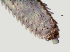  ( - NID-N278)  @11 [ ] CreativeCommons - Attribution Non-Commercial (2016) Tom Powers University of Nebraska