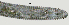  ( - NID-N2793)  @11 [ ] CreativeCommons - Attribution Non-Commercial (2017) Tom Powers University of Nebraska
