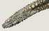  ( - NID-N2861)  @11 [ ] CreativeCommons - Attribution Non-Commercial (2016) Tom Powers University of Nebraska