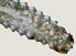  ( - NID-N2861)  @11 [ ] CreativeCommons - Attribution Non-Commercial (2016) Tom Powers University of Nebraska