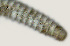 ( - NID-N2861)  @11 [ ] CreativeCommons - Attribution Non-Commercial (2016) Tom Powers University of Nebraska