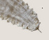  ( - NID-N287)  @11 [ ] CreativeCommons - Attribution Non-Commercial (2017) Tom Powers University of Nebraska