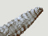  ( - NID-N288)  @11 [ ] CreativeCommons - Attribution Non-Commercial (2016) Tom Powers University of Nebraska