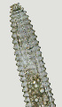  (Lobocriconema sp. HG12 - NID-N3057)  @11 [ ] CreativeCommons - Attribution Non-Commercial (2016) Tom Powers University of Nebraska