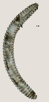  (Lobocriconema sp. HG13 - NID-N3068)  @11 [ ] CreativeCommons - Attribution Non-Commercial (2016) Tom Powers University of Nebraska