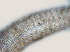  ( - NID-N308)  @11 [ ] CreativeCommons - Attribution Non-Commercial (2017) Tom Powers University of Nebraska