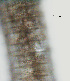  ( - NID-N3090)  @11 [ ] CreativeCommons - Attribution Non-Commercial (2016) Tom Powers University of Nebraska