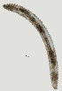  ( - NID-N3091)  @11 [ ] CreativeCommons - Attribution Non-Commercial (2016) Tom Powers University of Nebraska