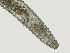  ( - NID-N3091)  @11 [ ] CreativeCommons - Attribution Non-Commercial (2016) Tom Powers University of Nebraska