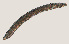 ( - NID-N3229)  @11 [ ] CreativeCommons - Attribution Non-Commercial (2016) Tom Powers University of Nebraska