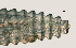  ( - NID-N3229)  @11 [ ] CreativeCommons - Attribution Non-Commercial (2016) Tom Powers University of Nebraska