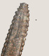  ( - NID-N3258)  @11 [ ] CreativeCommons - Attribution Non-Commercial (2016) Tom Powers University of Nebraska