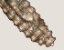  ( - NID-N3258)  @11 [ ] CreativeCommons - Attribution Non-Commercial (2016) Tom Powers University of Nebraska