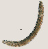  ( - NID-N3259)  @11 [ ] CreativeCommons - Attribution Non-Commercial (2016) Tom Powers University of Nebraska