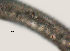  (Lobocriconema sp. Singleton N - NID-N3260)  @11 [ ] CreativeCommons - Attribution Non-Commercial (2016) Tom Powers University of Nebraska