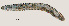  ( - NID-N3265)  @11 [ ] CreativeCommons - Attribution Non-Commercial (2016) Tom Powers University of Nebraska