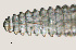  ( - NID-N3265)  @11 [ ] CreativeCommons - Attribution Non-Commercial (2016) Tom Powers University of Nebraska