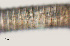  ( - NID-N3265)  @11 [ ] CreativeCommons - Attribution Non-Commercial (2016) Tom Powers University of Nebraska
