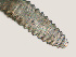  ( - NID-N3267)  @11 [ ] CreativeCommons - Attribution Non-Commercial (2016) Tom Powers University of Nebraska