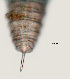  ( - NID-N3291)  @11 [ ] CreativeCommons - Attribution Non-Commercial (2016) Tom Powers University of Nebraska