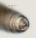  ( - NID-N3291)  @11 [ ] CreativeCommons - Attribution Non-Commercial (2016) Tom Powers University of Nebraska