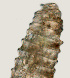  (Lobocriconema sp. Singleton Q - NID-N3291)  @11 [ ] CreativeCommons - Attribution Non-Commercial (2016) Tom Powers University of Nebraska