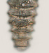  ( - NID-N3293)  @11 [ ] CreativeCommons - Attribution Non-Commercial (2016) Tom Powers University of Nebraska