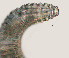  ( - NID-N3293)  @11 [ ] CreativeCommons - Attribution Non-Commercial (2016) Tom Powers University of Nebraska