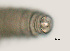  ( - NID-N3293)  @11 [ ] CreativeCommons - Attribution Non-Commercial (2016) Tom Powers University of Nebraska