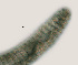  (Lobocriconema sp. HG11 - NID-N3293)  @11 [ ] CreativeCommons - Attribution Non-Commercial (2016) Tom Powers University of Nebraska