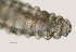  ( - NID-N3293)  @11 [ ] CreativeCommons - Attribution Non-Commercial (2016) Tom Powers University of Nebraska