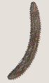  ( - NID-N3301)  @11 [ ] CreativeCommons - Attribution Non-Commercial (2016) Tom Powers University of Nebraska