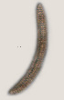  ( - NID-N3301)  @11 [ ] CreativeCommons - Attribution Non-Commercial (2016) Tom Powers University of Nebraska