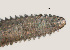  ( - NID-N3301)  @11 [ ] CreativeCommons - Attribution Non-Commercial (2016) Tom Powers University of Nebraska