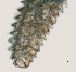  ( - NID-N3301)  @11 [ ] CreativeCommons - Attribution Non-Commercial (2016) Tom Powers University of Nebraska