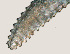  ( - NID-N3324)  @11 [ ] CreativeCommons - Attribution Non-Commercial (2016) Tom Powers University of Nebraska