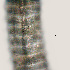  ( - NID-N3325)  @11 [ ] CreativeCommons - Attribution Non-Commercial (2016) Tom Powers University of Nebraska