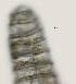  ( - NID-N3328)  @11 [ ] CreativeCommons - Attribution Non-Commercial (2016) Tom Powers University of Nebraska