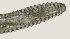  ( - NID-N3329)  @11 [ ] CreativeCommons - Attribution Non-Commercial (2016) Tom Powers University of Nebraska