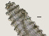  (Lobocriconema thornei HG18 - NID-N3381)  @11 [ ] CreativeCommons - Attribution Non-Commercial (2016) Tom Powers University of Nebraska