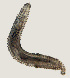  ( - NID-N3382)  @11 [ ] CreativeCommons - Attribution Non-Commercial (2016) Tom Powers University of Nebraska