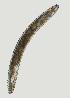  ( - NID-N3414)  @11 [ ] CreativeCommons - Attribution Non-Commercial (2016) Tom Powers University of Nebraska