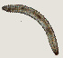  ( - NID-N3415)  @11 [ ] CreativeCommons - Attribution Non-Commercial (2016) Tom Powers University of Nebraska